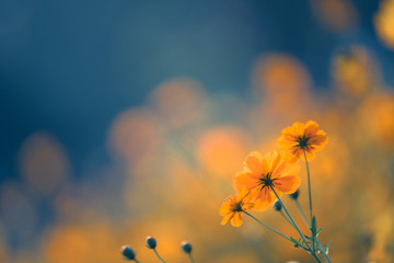 雪铁龙升项房车价位(雪铁龙四驱升顶房车国产了吗)